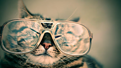 Gato viendo contenido